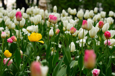 many white and pink tulips and two yellowの写真素材