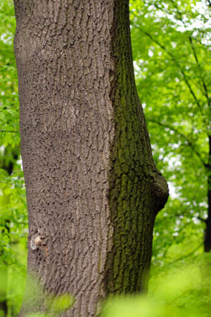Dry and soggy bark on green background of leafs. Effect after rain.の写真素材