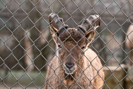 Portrait of brown goat with long horn and small beard.の写真素材