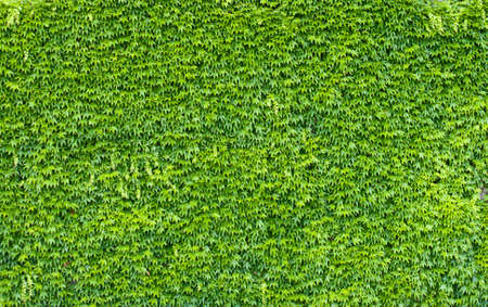 Green ivy wall.  Texture or background. A lot of leaves.