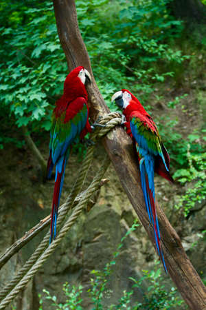 Two red ara macaws seats on branch with ropes.