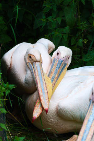 Two light-pink pelicans on dark background. Long crossed beaks.の写真素材