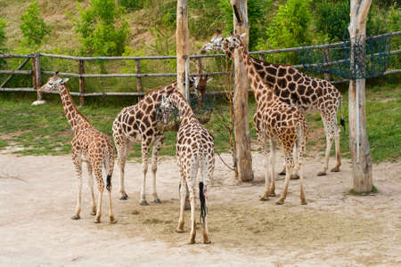 Five giraffes standing and eating hay from feedingtrough.の写真素材
