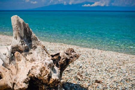 Old stump on pebbles beach. Greece, Kassandra, Chalkidike.の写真素材