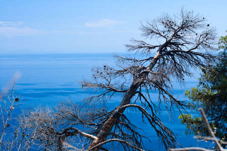 Burned-out tree and blue Aegean sea. Greece, Halkidiki, Kassandra. After big fire.の写真素材