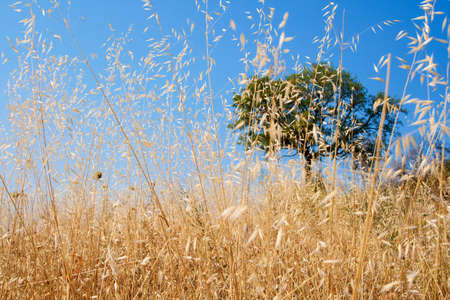 Yellow field, blue sky  and tree. Focus on some ears. の写真素材