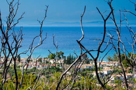 After big fire in 2006 year on Kassandra, Halkidiki, Greece. Burnt branches, blue sea and skyの写真素材
