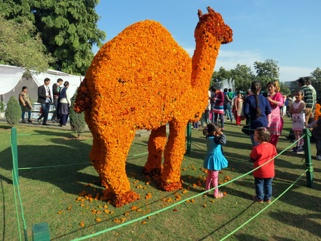 Visitors admiring flower art and posing for picture at Zakir Hussain Rose Garden during Rose Festival in Sector 16, Chandigarh, India, Asia.のeditorial素材