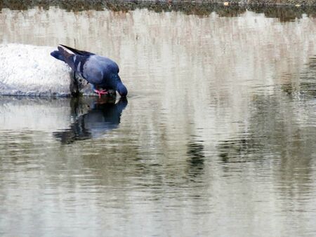 A pigeon sitting on a stone and drinking water.の写真素材