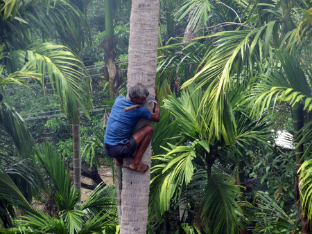 A deft man climbing palm tree to trim branches and  pluck fruit.のeditorial素材