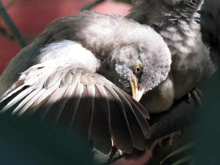 A bird inspecting her wings while sitting on a tree.の写真素材