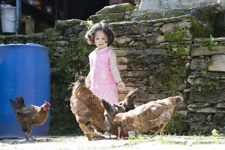 Little girl feeding chicken outdoor.の写真素材