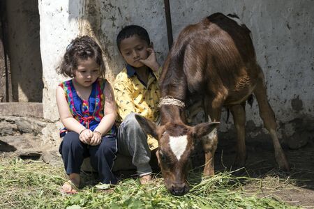 Cute little girl and her brother feeding calf with grass outdoors in India.の写真素材