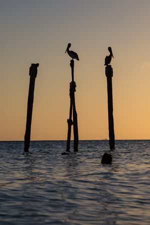 Pelicanの写真素材