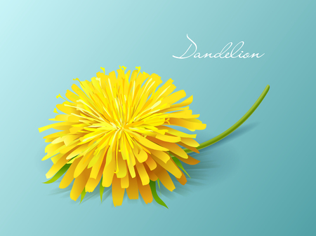 Vector illustration dandelion. Summer flower yellow dandelion. Dandelion vector icon, logo.のイラスト素材