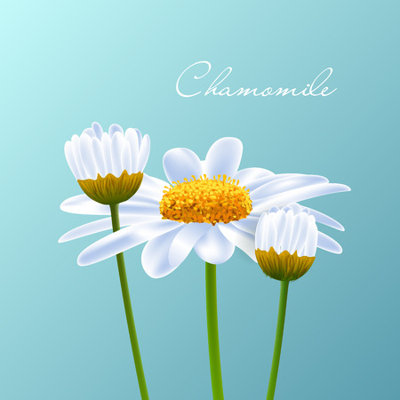 Beautiful background with pretty white camomile. Vector.のイラスト素材