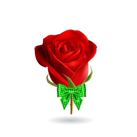 Beauty red rose with bow and ribbons. Vector.のイラスト素材