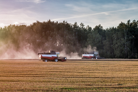 Two combiners agriculture machine harvesting ripe wheat fieldの写真素材