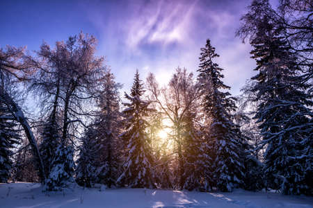 Winter forest covered in snow in the rays of the setting sun
