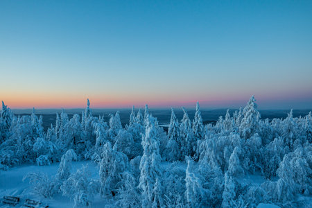 Winter forest covered in snow before dawn