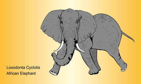 African Forest Elephant - Illustration, 
Elephant on abstract Backgroundのイラスト素材