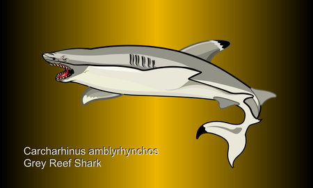 Grey reef shark on abstract Background - Illustration, 
Shark on a Blue backgroundのイラスト素材