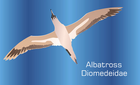 Albatross on abstract Background - Illustration, 
Albatross With Spread Wingsのイラスト素材