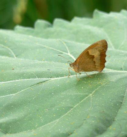 Butterfly on leaf