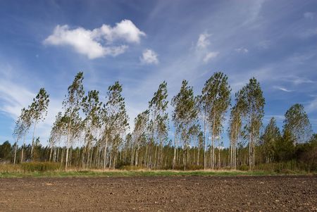 Trees in the windの写真素材