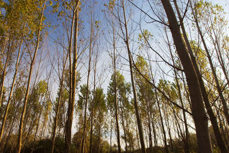 Colorful fall trees on blue sky backgroundの写真素材