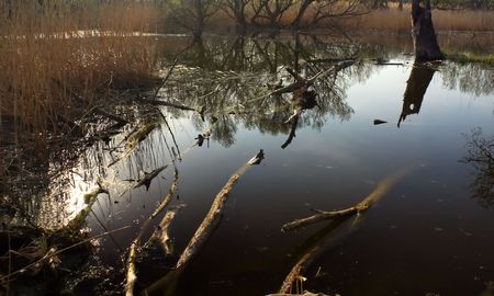 Small lake with limbs and reflections - still life の写真素材