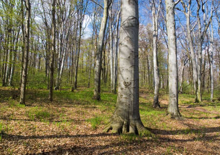 Forest in spring (tall trees, green grass, blue sky)の写真素材