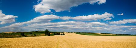 Landscape BIG panorama - field, trees and blue cloudy sky (ideal for background or wallpaper)の写真素材