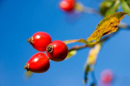 Three red wild rosehips against blue sky