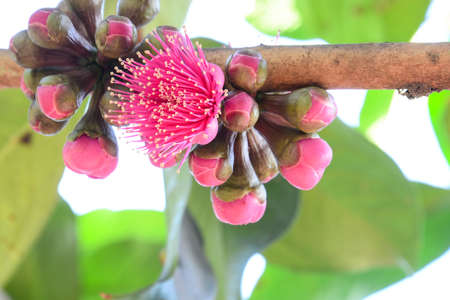 malay apple flower and bud flower in garden thailandの写真素材