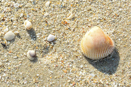beautiful shellfish on the sand singkhla beach thailand