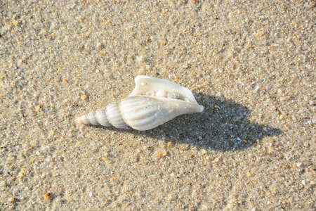 beautiful conch on the singkhla beach thailand
