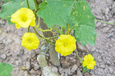 yellow flower of gourd in the farmの写真素材