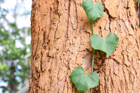 green leaf of ivy gourd on the barkの写真素材