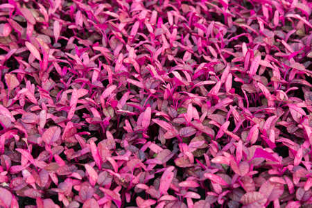 Red Chinese Spinach