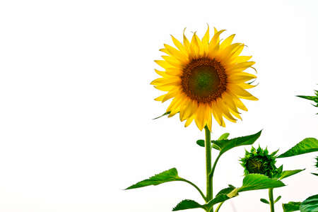 Sunflowers in field with white blackground, Thailandの写真素材