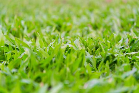 Soft focus, fresh green grass, warm sun light on the meadow
