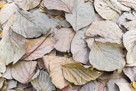 Dry brown leaves on groundの写真素材