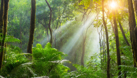 beautiful green forest at the morningの素材