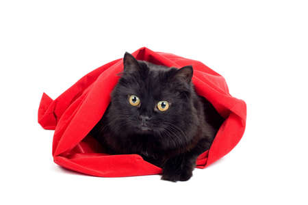 cute black cat sitting in a red bag isolated on whiteの写真素材
