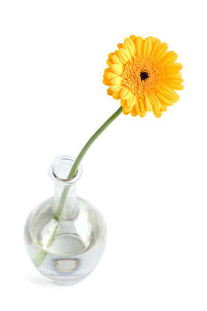 yellow daisy in vase isolated の写真素材