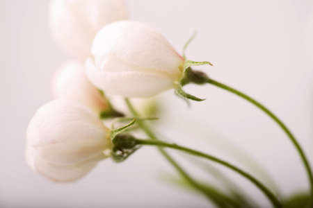macro of apple tree budsの写真素材