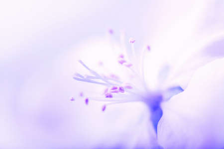 macro of blue flowerの写真素材