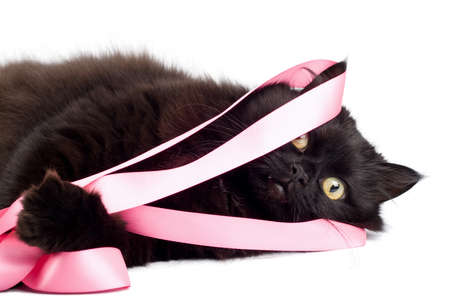black cat playing with pink ribbonの写真素材