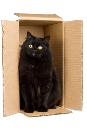 black cat in box isolatedの写真素材
